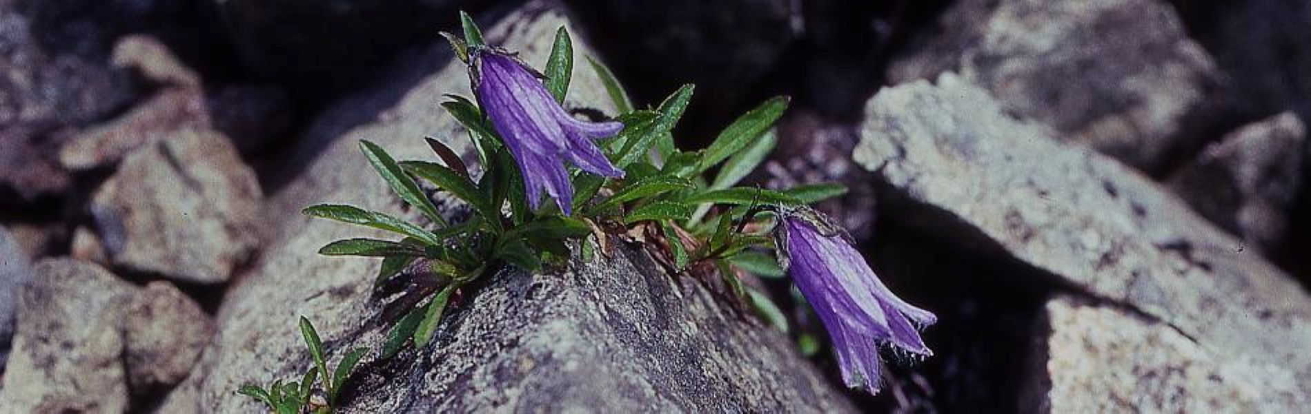 チシマギキョウ